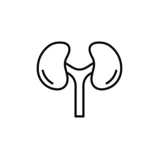 Kidney